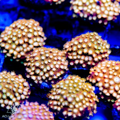 ACI Golden Girl Cyphastrea