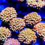 ACI Golden Girl Cyphastrea