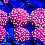 ACI Bubblemint Cyphastrea