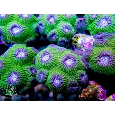 ACI Diploastrea Star