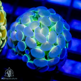 F paraancora - Hologram (Indo Pacific)