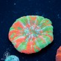 Scolymia australis - Bleeding Apple