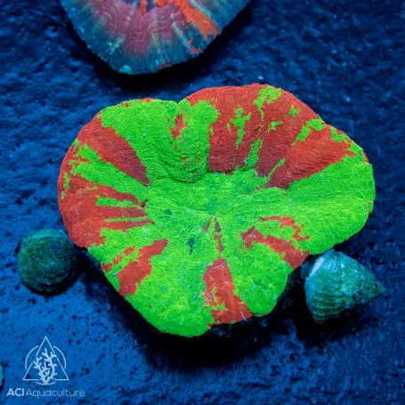 Scolymia australis - Bleeding Apple