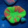 Scolymia australis - Bleeding Apple