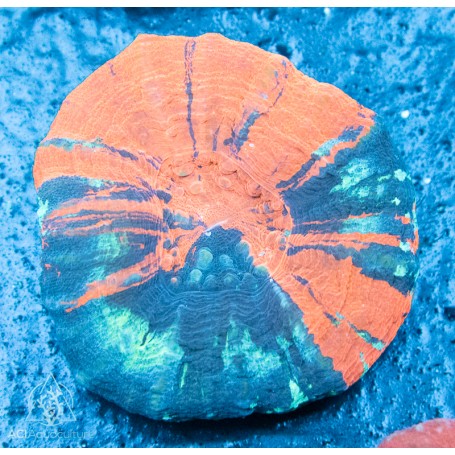 Scolymia australis - War Paint