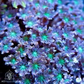 Clauvularia Sp - Orange/Gold Streaked Clove (Indo-Pacific)