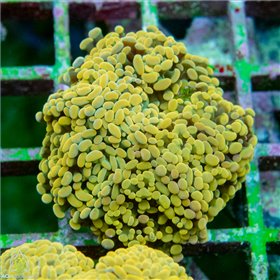Euphyllia paraancora - Branching Hammer Orange