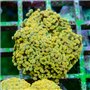 Euphyllia paraancora - Branching Hammer Orange