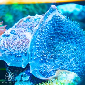 Amplexidiscus sp - Giant Cup Mushroom (Common) XL