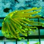 Euphyllia glabrescens - Super Ultra Golds - Super Special 5-Lot Ea.