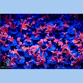 ACI Manilla Spy Montipora (Frag to Order) (B1G1 - Special) ACI Manilla Spy Montipora