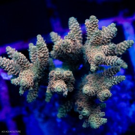 Acropora sp - Maricultured sm- Premium