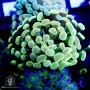 F paraancora - Assorted Ultra Branch Hammer (Indo Pacific) 5-Lot