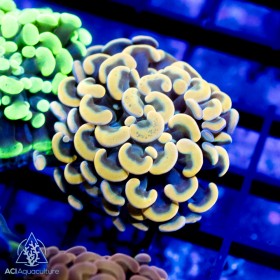 F paraancora -  - Ultra Assorted Branch Hammer (Indo Pacific) 5-Lot