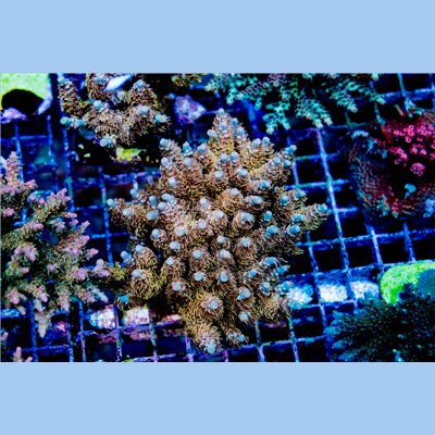 ACI Dirty Insanity Acropora tenuis (FTO)