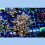ACI Dirty Insanity Acropora tenuis (FTO)