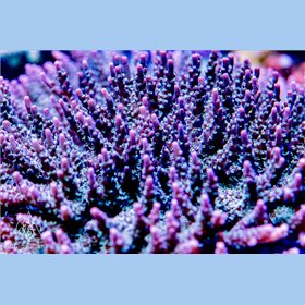 ACI Purple Imposter Acropora (FTO)