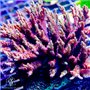 ACI Macna 09 Acropora (FTO)