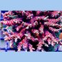 ACI Macna 09 Acropora (FTO)