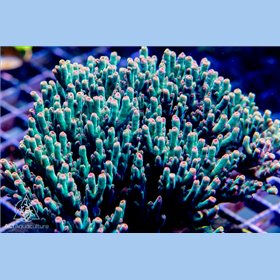 ACI Hyperberry Acropora (FTO)