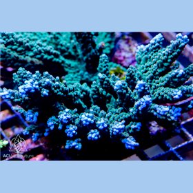 ACI Bluebell Stag Acropora sp.