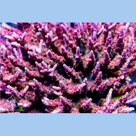 ACI Vivid Confetti Acropora (FTO)