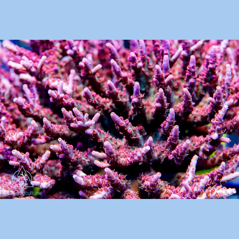 ACI Vivid Confetti Acropora (Frag to Order)