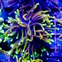 Euphyllia glabrescens - Super Ultra Golds - Super Special 5-Lot Ea.