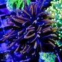 Euphyllia glabrescens - Super Ultra Golds - Super Special 5-Lot Ea.