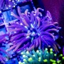 Euphyllia glabrescens - Super Ultra Golds - Super Special 5-Lot Ea.