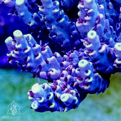 ACI Beetle Juice Acropora sp. (Frag To Order)