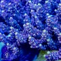 ACI Beetle Juice Acropora sp. (Frag To Order)