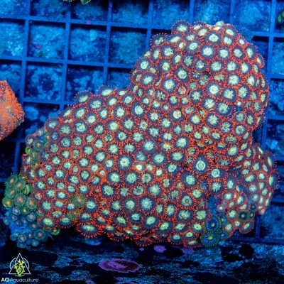Zoanthid spp. Ultra (Indo-Pacific) M
