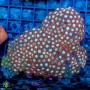 Zoanthid spp. Ultra (Indo-Pacific) M