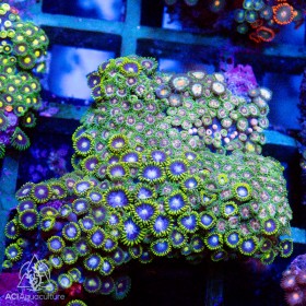 Zoanthid spp. Ultra (Indo-Pacific) S