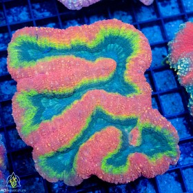 Lobophyllia sp. (M) Lobophyllia sp. (M)