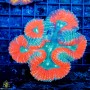 Lobophyllia sp. (M)