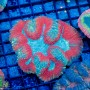 Lobophyllia sp. (M)