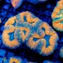 Lobophyllia sp. (M)