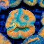 Lobophyllia sp. (M)