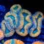 Lobophyllia sp. (M/L)
