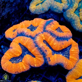 Lobophyllia sp. (M/L)