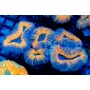 Lobophyllia sp. (M/L)