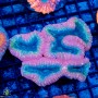 Lobophyllia sp. (M/L)