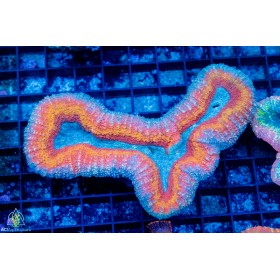 Lobophyllia sp. (S) Lobophyllia sp. (S)