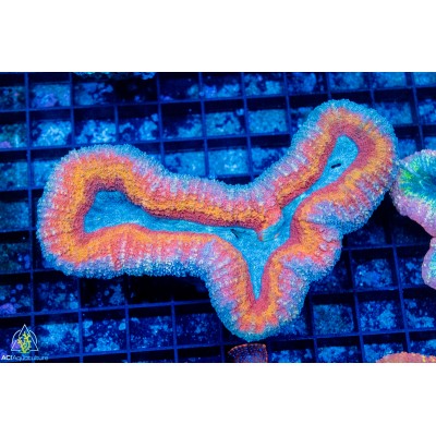 Lobophyllia sp. (S)
