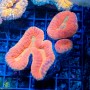 Lobophyllia sp. (S)