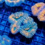 Lobophyllia sp. (S)