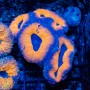 Lobophyllia sp. (S)