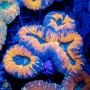 Lobophyllia sp. (S)